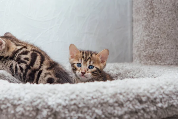 Jovem Gato Bengala Bonito Sentado Prateleira Gato Macio Casa Gato — Fotografia de Stock