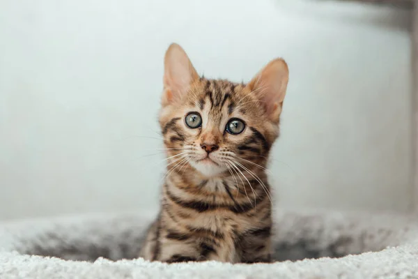 Jong Schattig Bengaalse Kat Zittend Een Zachte Kat Plank Van — Stockfoto