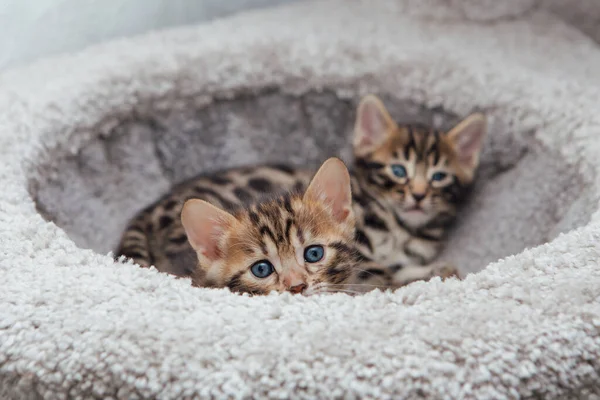 Zwei Junge Niedliche Bengalkatzen Die Katzenhaus Auf Einem Weichen Katzenregal — Stockfoto