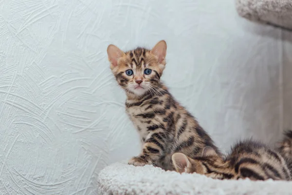 Jovem Gato Bengala Bonito Sentado Prateleira Gato Macio Casa Gato — Fotografia de Stock