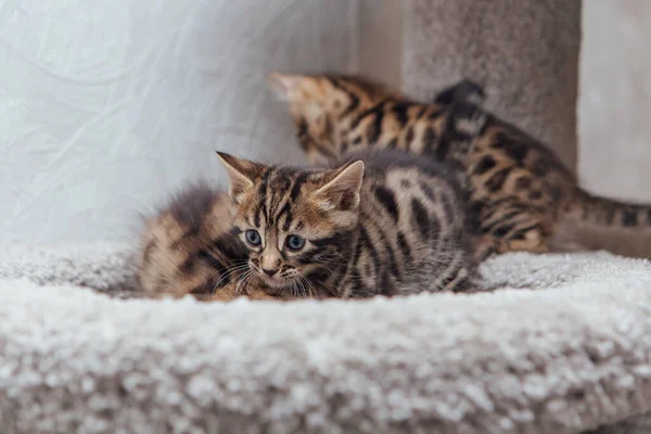Três Jovens Gatos Bengala Bonitos Que Colocam Prateleira Gato Macio — Fotografia de Stock