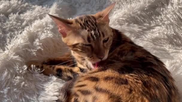 Bengale chat chaton pose et se lave sur la couverture de fureur blanche — Video