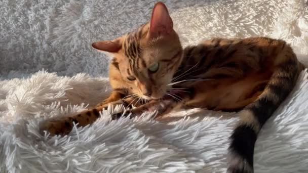 Bengal kitty cat laying and washing itself on the white fury blanket — Stock Video