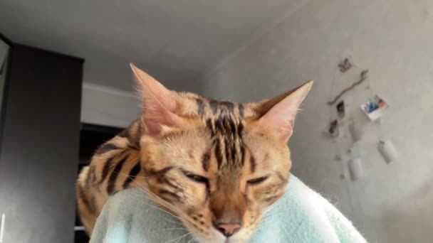 Close-up schattig bengal kitty het leggen van de rugleuning van een fauteuil. — Stockvideo