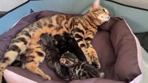 Bengal cat feeds her little kittens with breast — Stock Video
