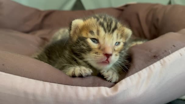 Bengáli újszülött cica közeli arca — Stock videók