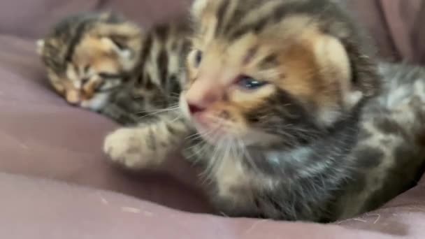 Closee-up gezicht van Bengaalse pasgeboren kitten — Stockvideo