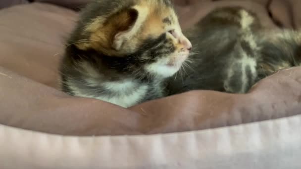 Closee-up gezicht van Bengaalse pasgeboren kitten — Stockvideo