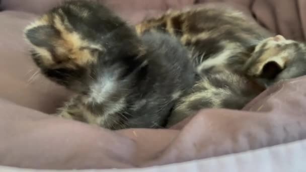 Closee-up gezicht van Bengaalse pasgeboren kitten — Stockvideo