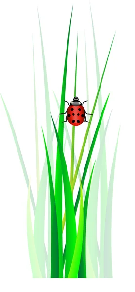 Kumbang di rumput hijau — Stok Foto