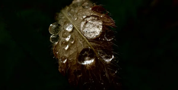 Gouttes d'eau abstraites — Photo