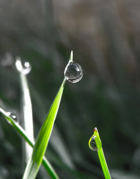 Капля воды или пузырь на листе — стоковое фото