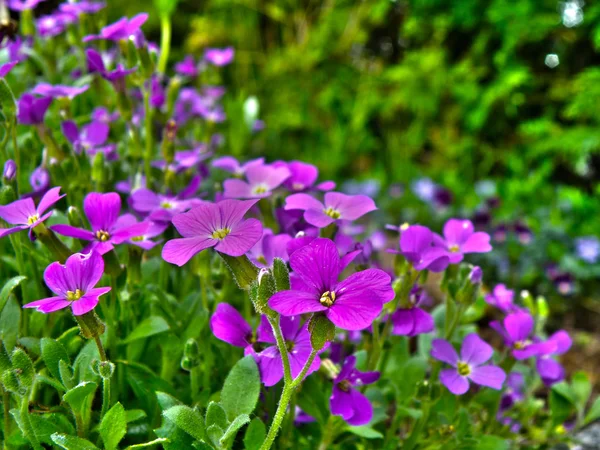 Dettaglio del giardino roccioso — Foto Stock