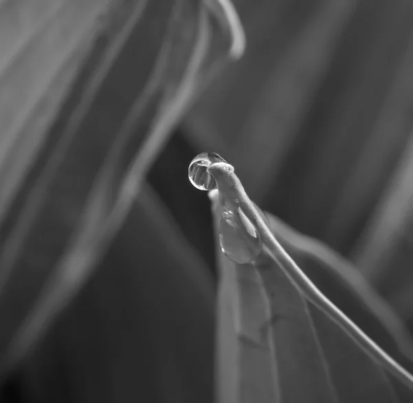 Капля воды или пузырь на листе — стоковое фото