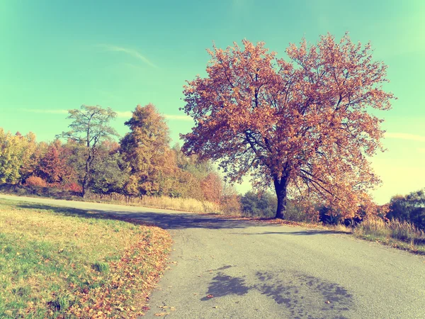 Autumn landscape — Stock Photo, Image