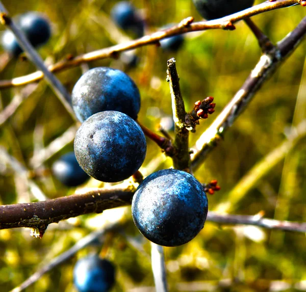 Blackthorn detalhe . — Fotografia de Stock