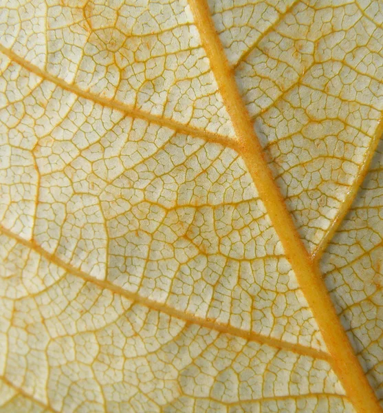 Nahaufnahme Detail des Blattes — Stockfoto