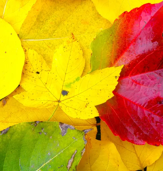 Détail rapproché des feuilles — Photo