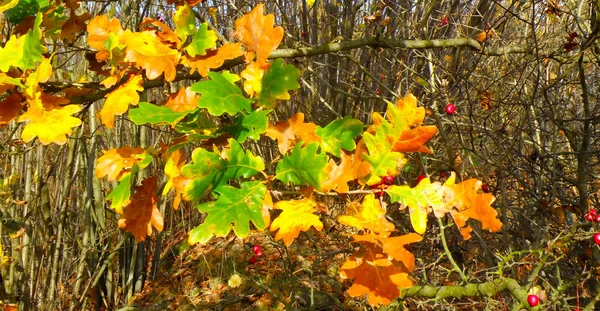 Eiche. Blatt. — Stockfoto