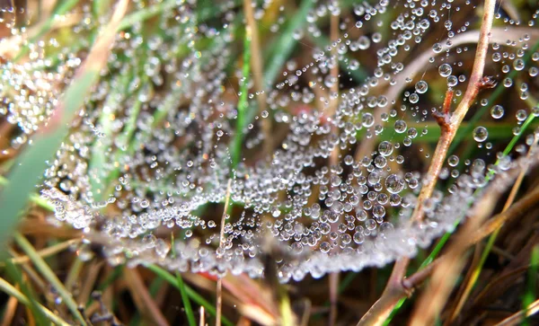 Waterdruppels op spinnenweb — Stockfoto