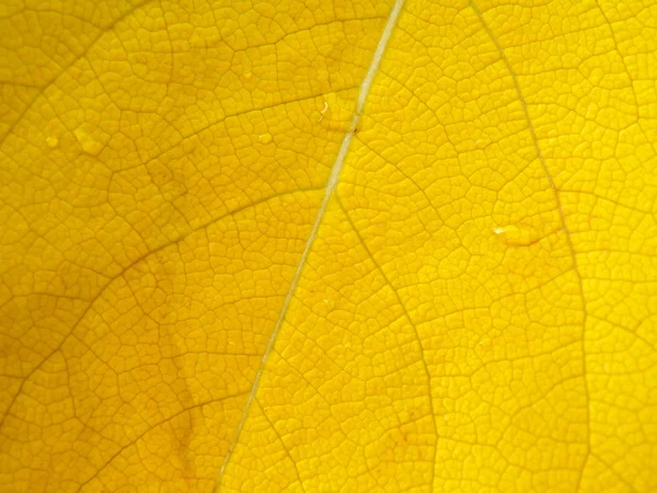 Detalhe de close-up de folha — Fotografia de Stock