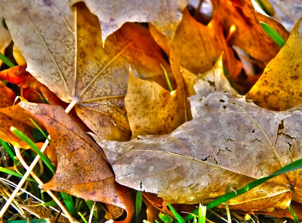 Détail rapproché des feuilles — Photo