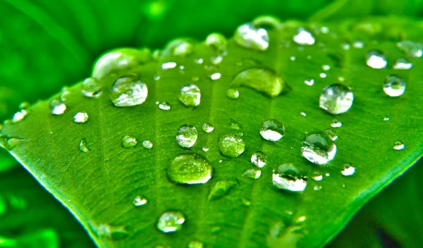 Gotas de agua hoja — Foto de Stock