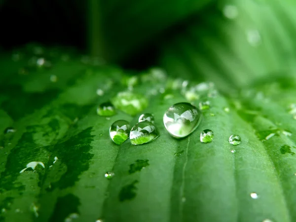水滴が葉 — ストック写真