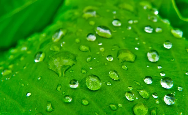 Wasser fällt Blatt — Stockfoto