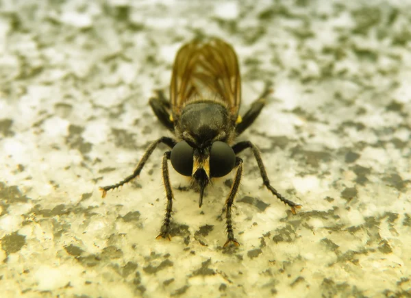 Detalhe de close-up da mosca — Fotografia de Stock