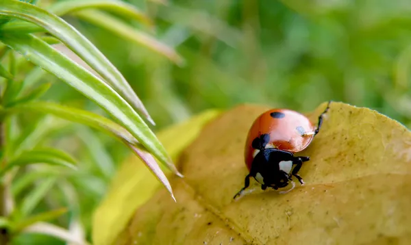 Ladybug di daun — Stok Foto