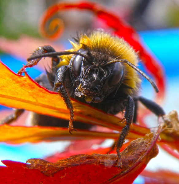 Macro detalle de la abeja — Foto de Stock