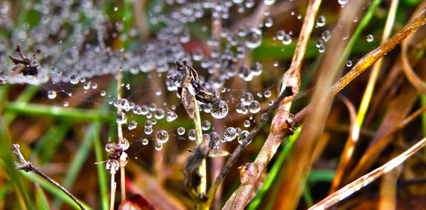 Gouttes d'eau sur toile d'araignée — Photo