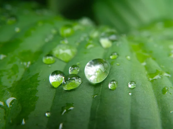 Краплі води лист — стокове фото