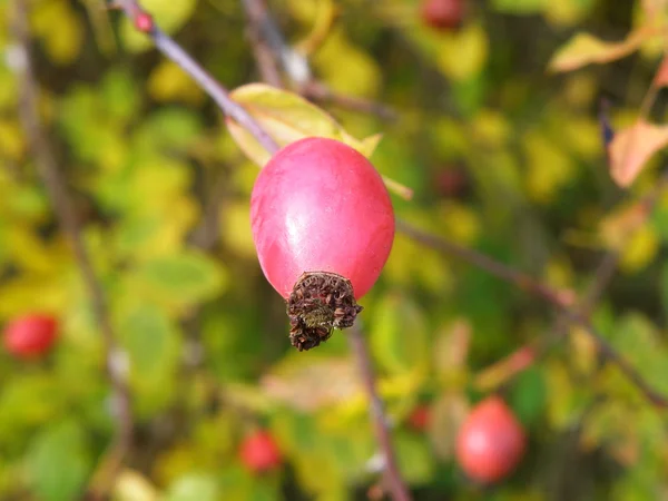 Briar closeup macro detalhe . — Fotografia de Stock