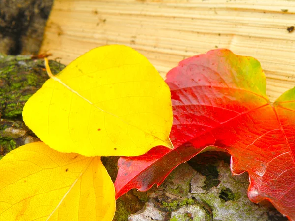 Détail rapproché des feuilles — Photo