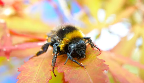 Detal makro Bee — Zdjęcie stockowe