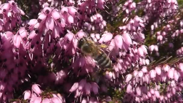 Včely na květu — Stock video