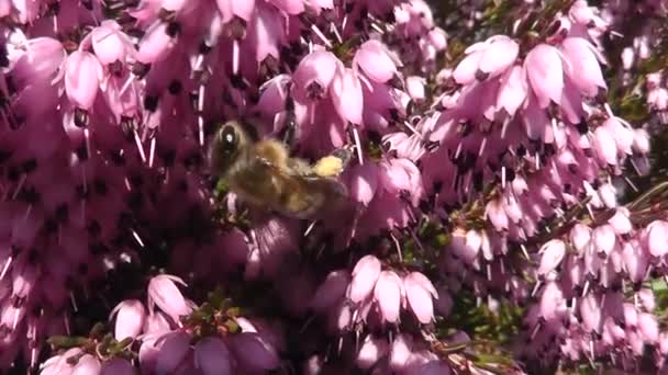 Včela na kvetoucím květu — Stock video