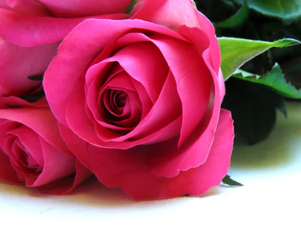 İzole edilmiş pembe gül