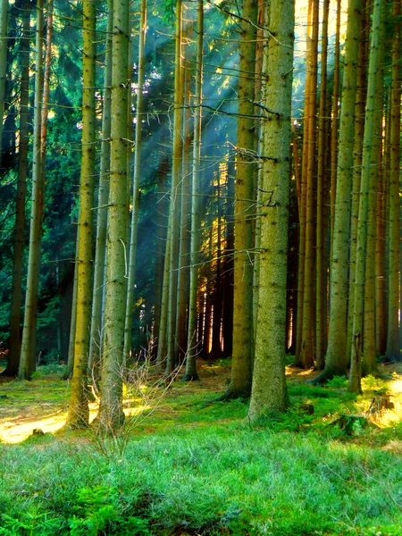 Wald und Sonnenstrahlen — Stockfoto