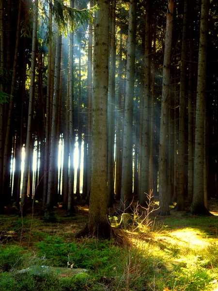 Bosque y rayos solares —  Fotos de Stock