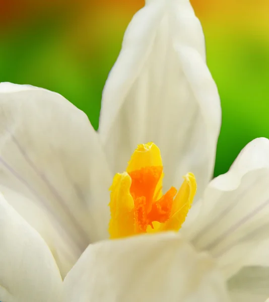 Witte crocus — Stockfoto