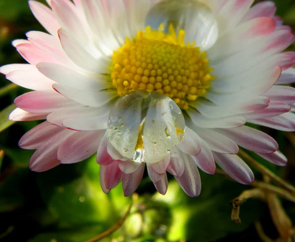 Vattendroppe på daisy — Stockfoto