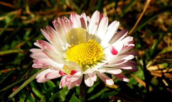 Waterdruppel op daisy — Stockfoto