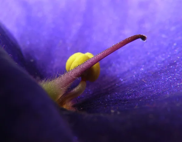 Detalhe de close-up de pistil — Fotografia de Stock