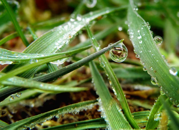 Goutte d'eau sur feuille verte — Photo