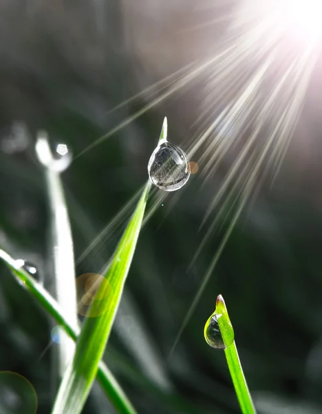 Gota de agua o burbuja en la hoja —  Fotos de Stock