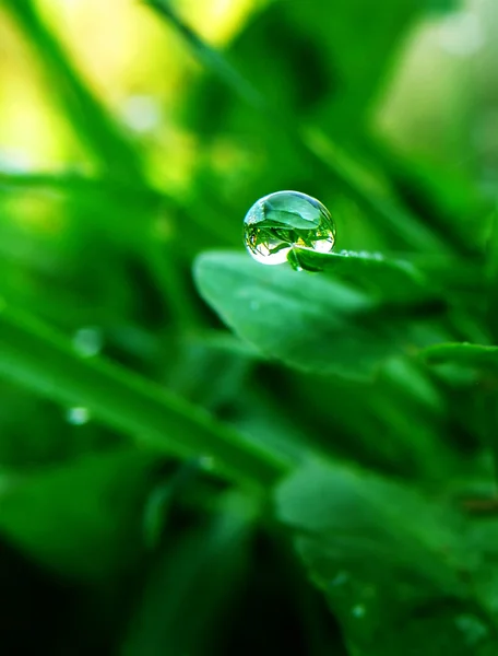 Kapka vody na zelený list — Stock fotografie