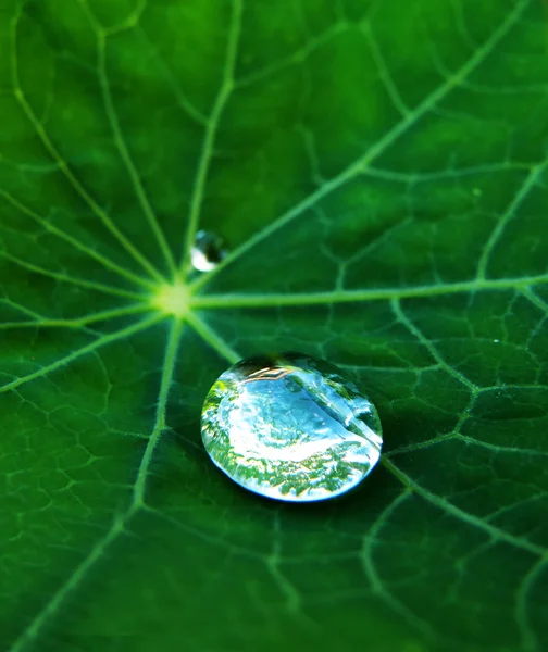 Water drop on green leaf — Stock Photo, Image